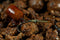 Bloodworm Dumbells (Sinking)