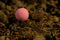 The Krill Wafters (Pink Ones)