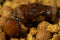 The Krill Glug 200ml